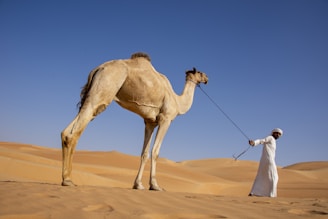 Elevé Group a man with a camel in the desert