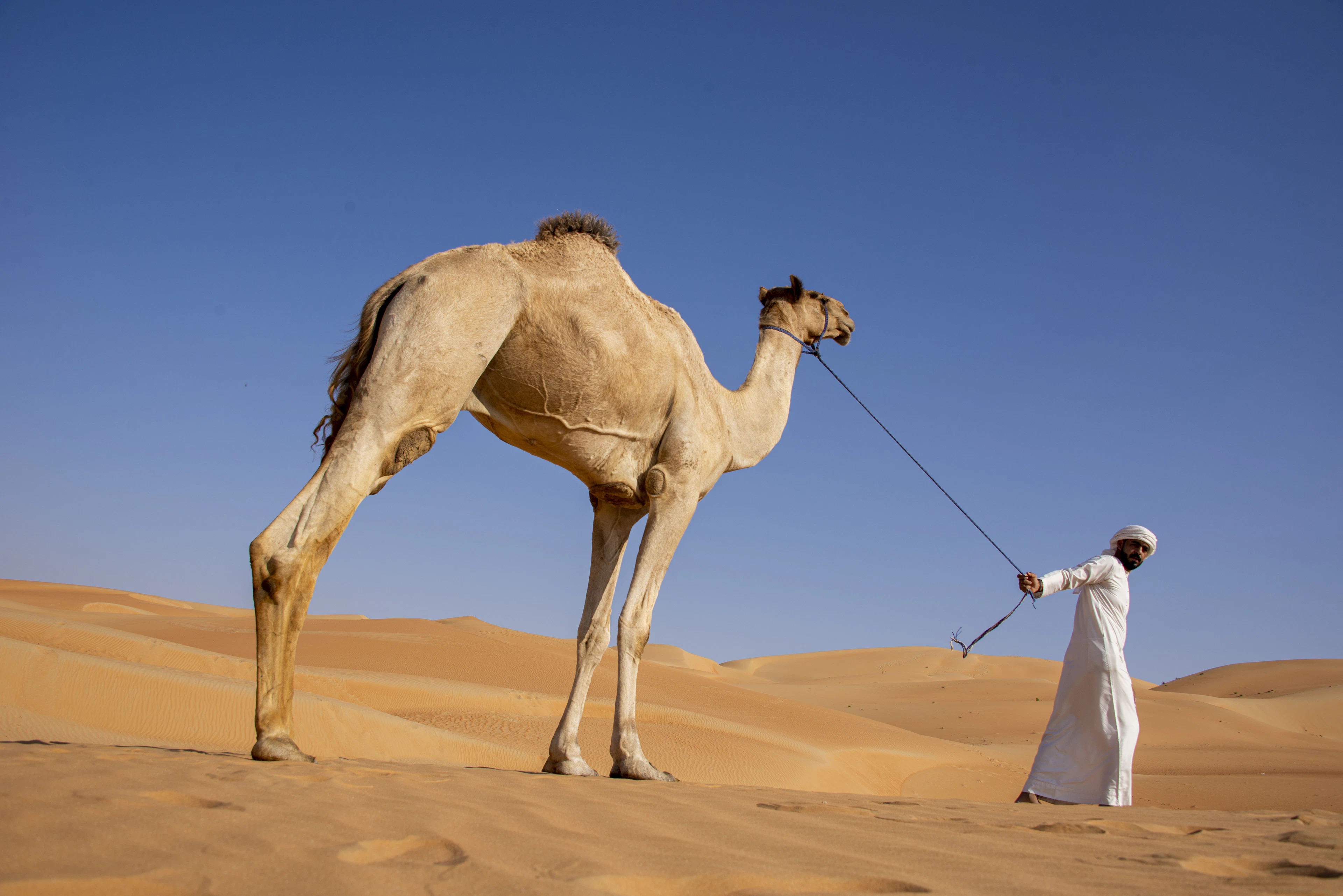 A man in white robes leads a camel by rope across desert sand dunes under a clear sky.
