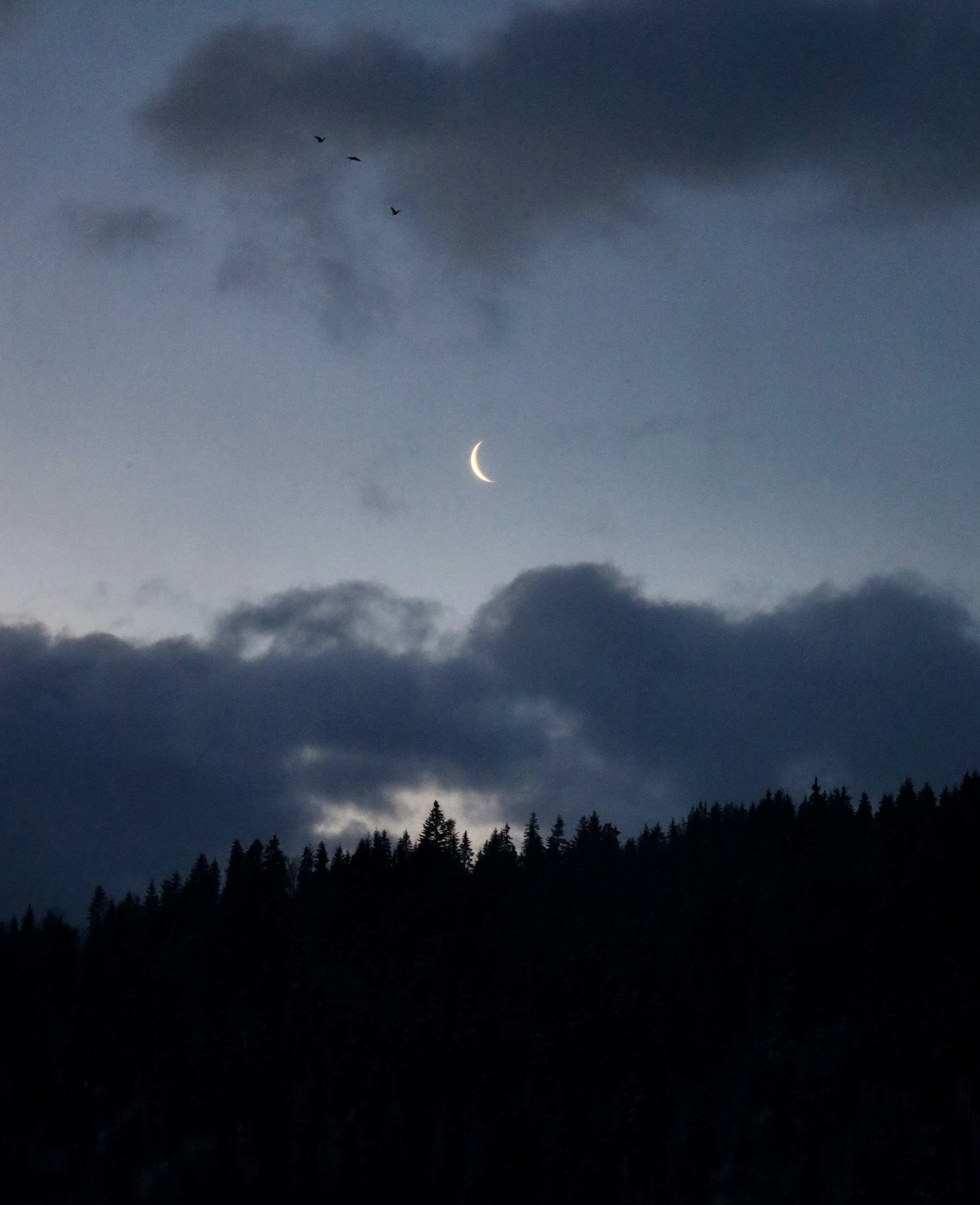 forest night wallpaper, wallpaper, Overcome Fear of the Dark: Camping Confidence 5