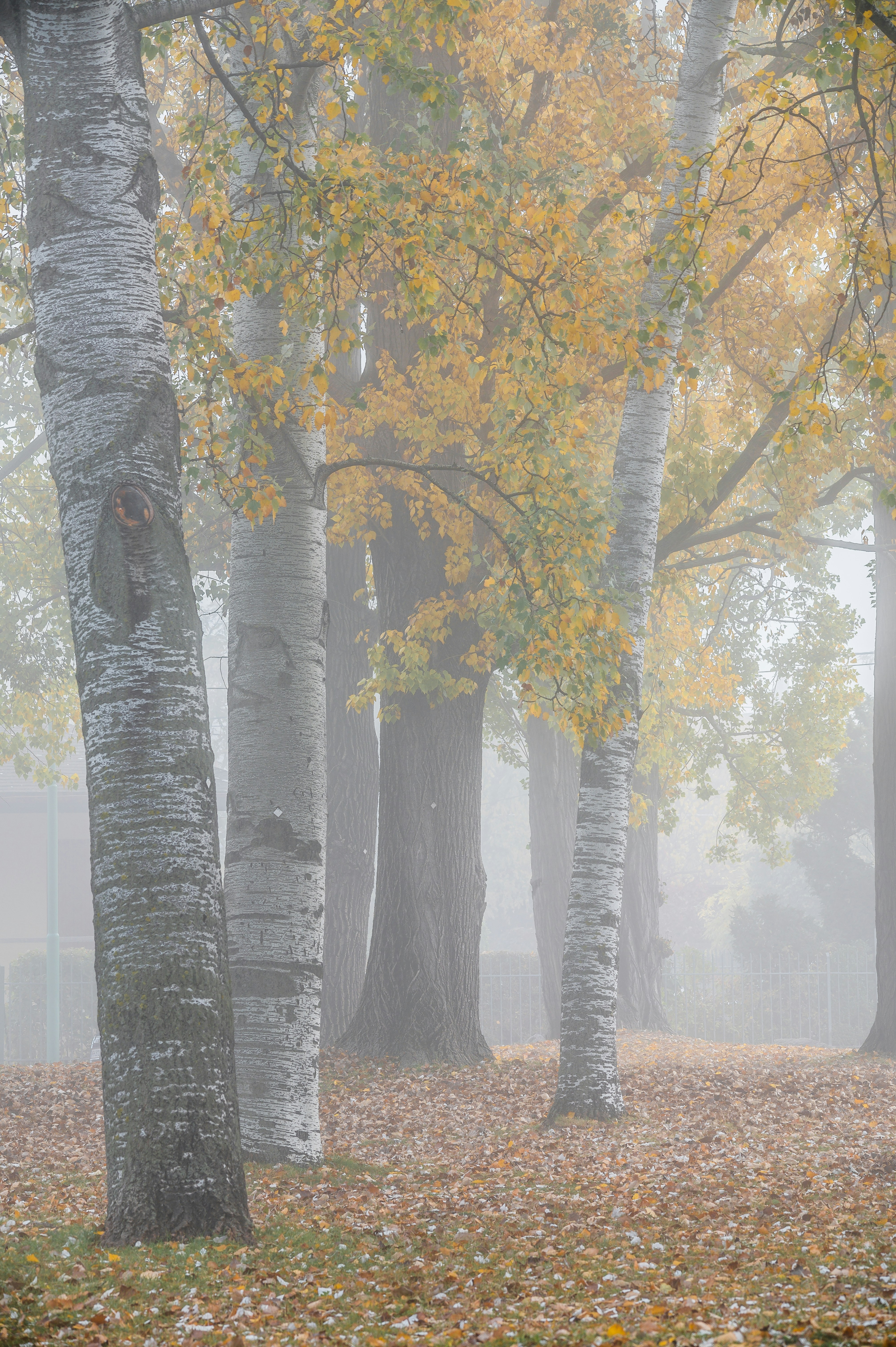 a foggy day in a park with trees and leaves