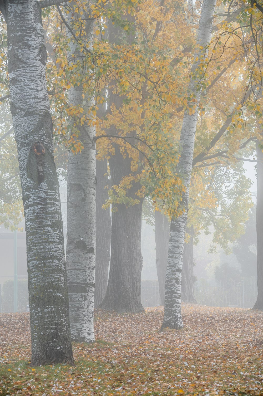 a foggy day in a park with trees and leaves
