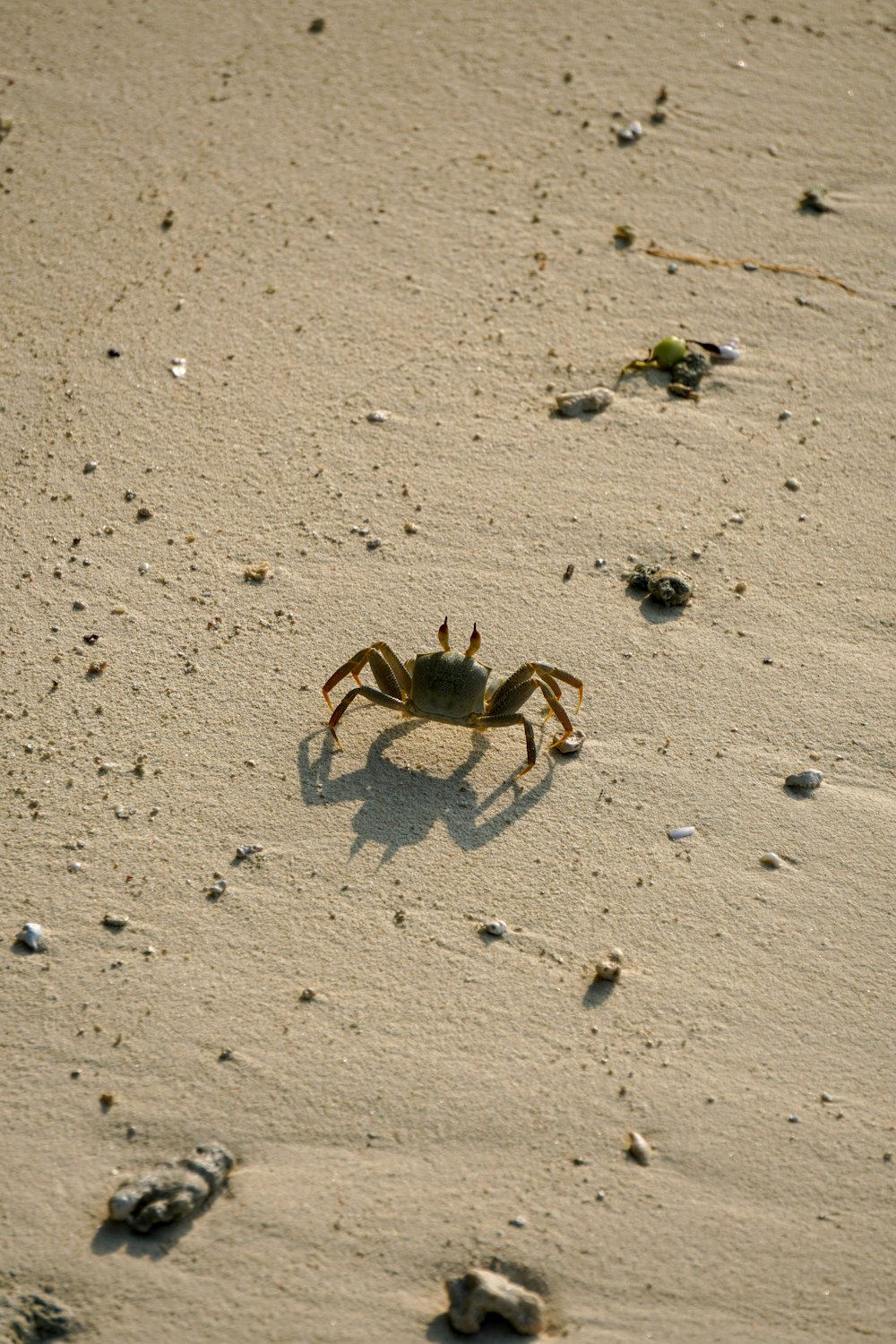 a crab walking across a sandy beach