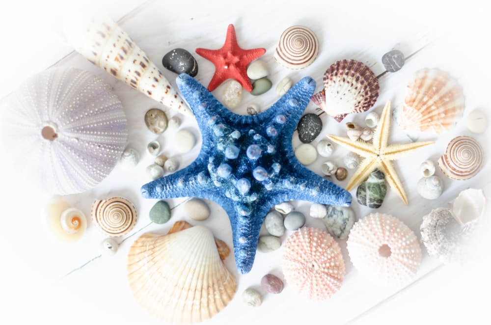 a starfish, shells, and other seashells are arranged on a white