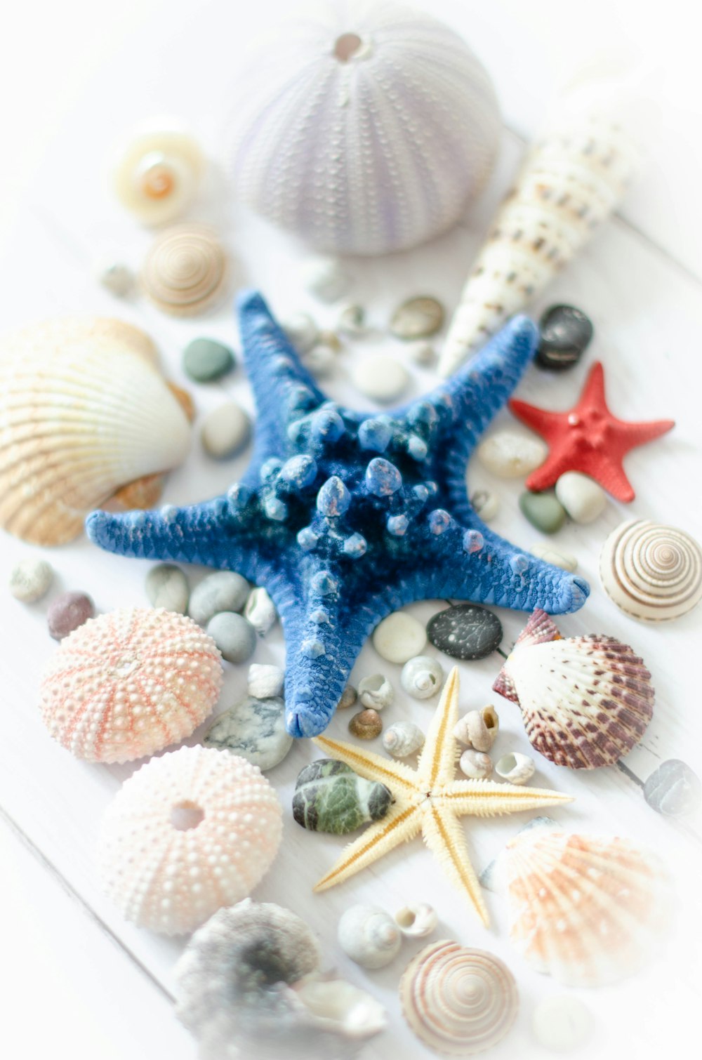 sea shells and starfish on a white background
