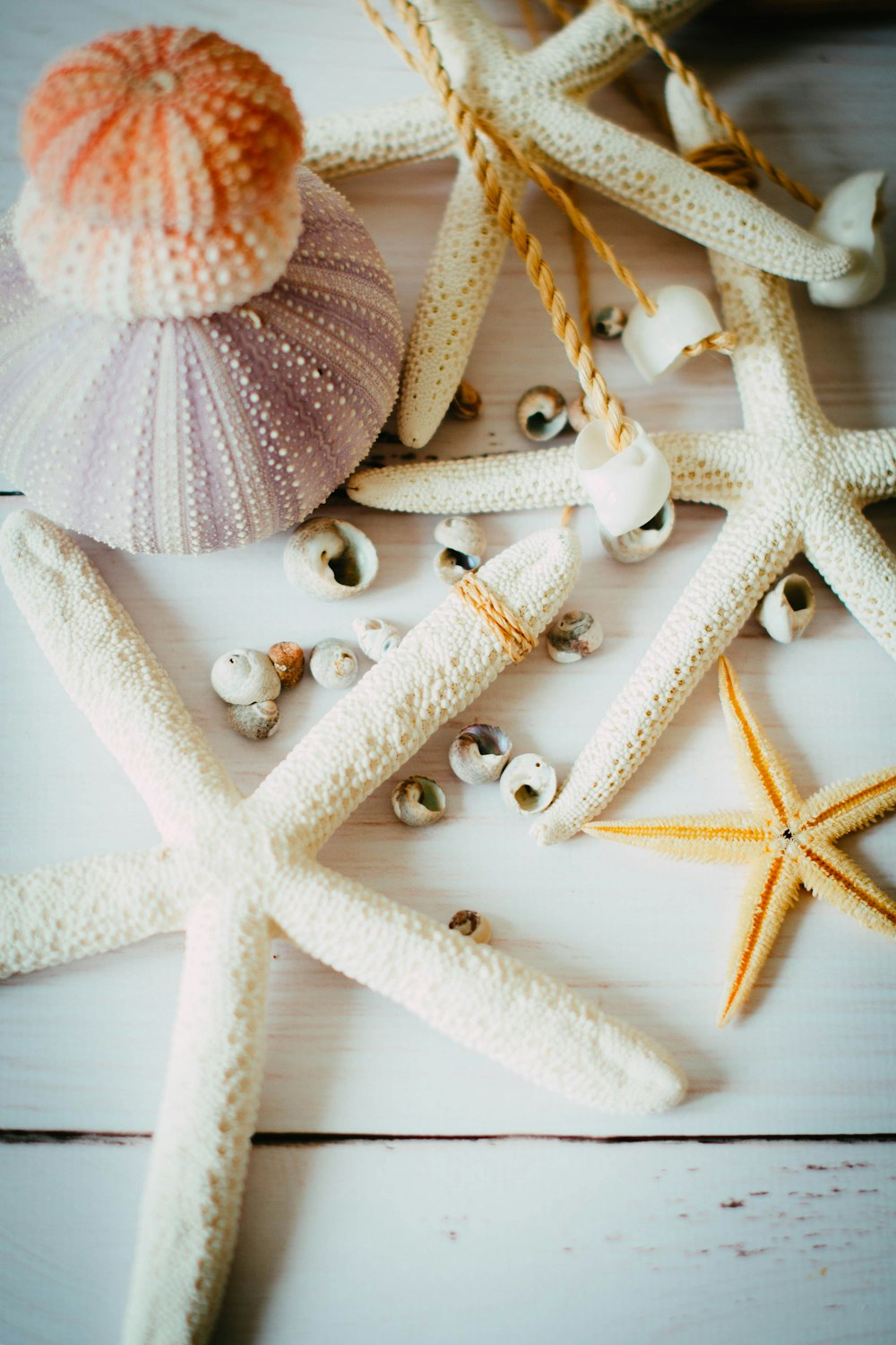 starfish, shells, and seashells on a white wooden surface