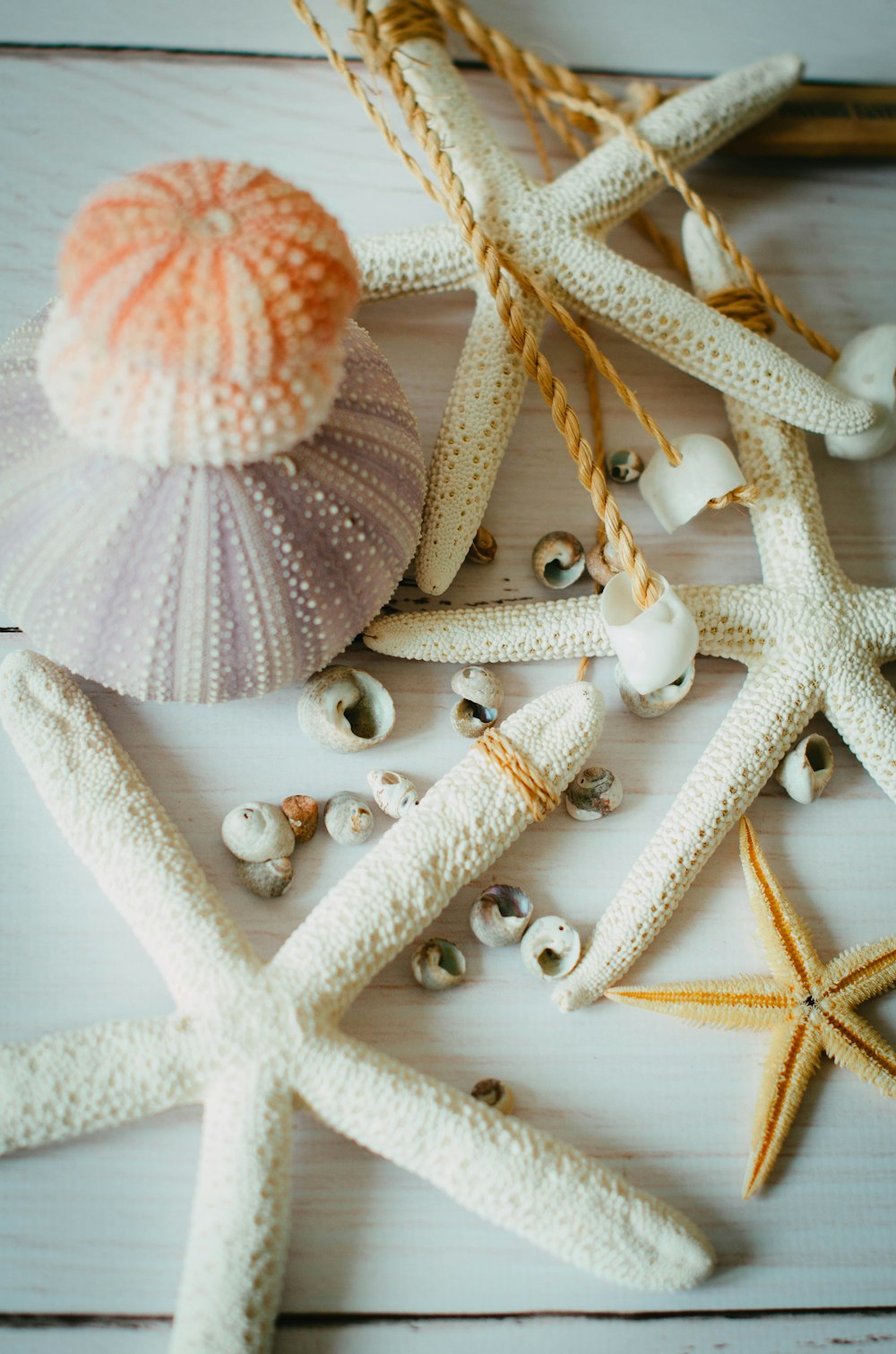 a starfish, seashells, and seashells on a white wooden