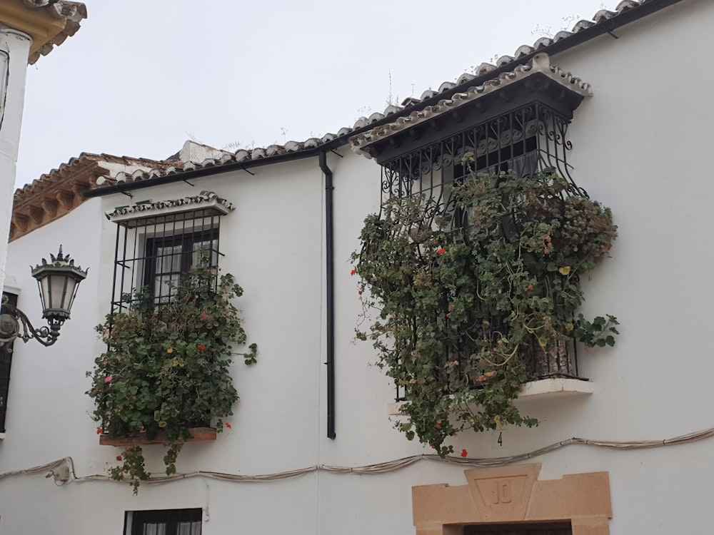 a white building with a bunch of plants growing out of the windows