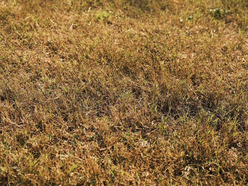 a bird is standing in the middle of a field