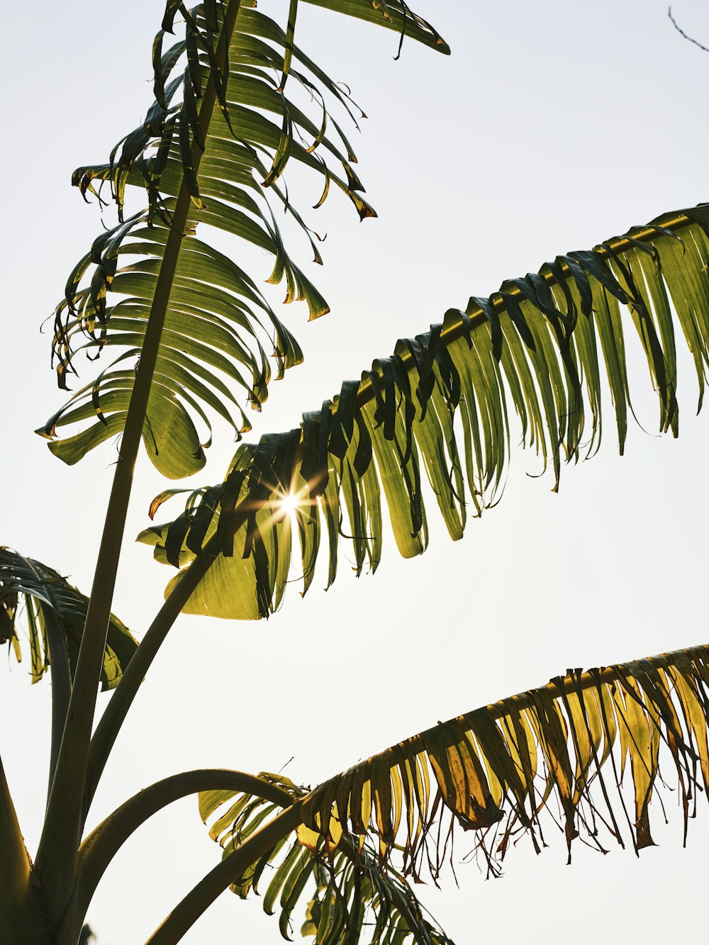 a banana tree with a bunch of bananas hanging from it's branches