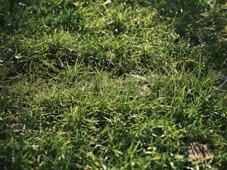 a bird is standing in the middle of a grassy field