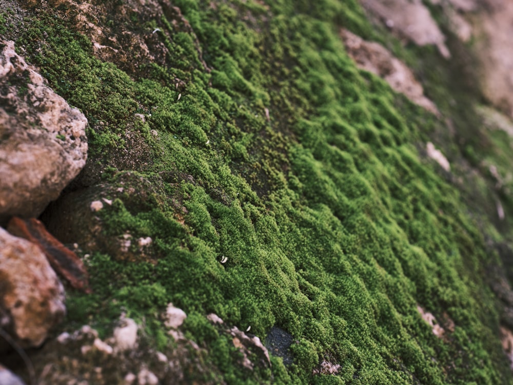 moss growing on a rock wall in a park