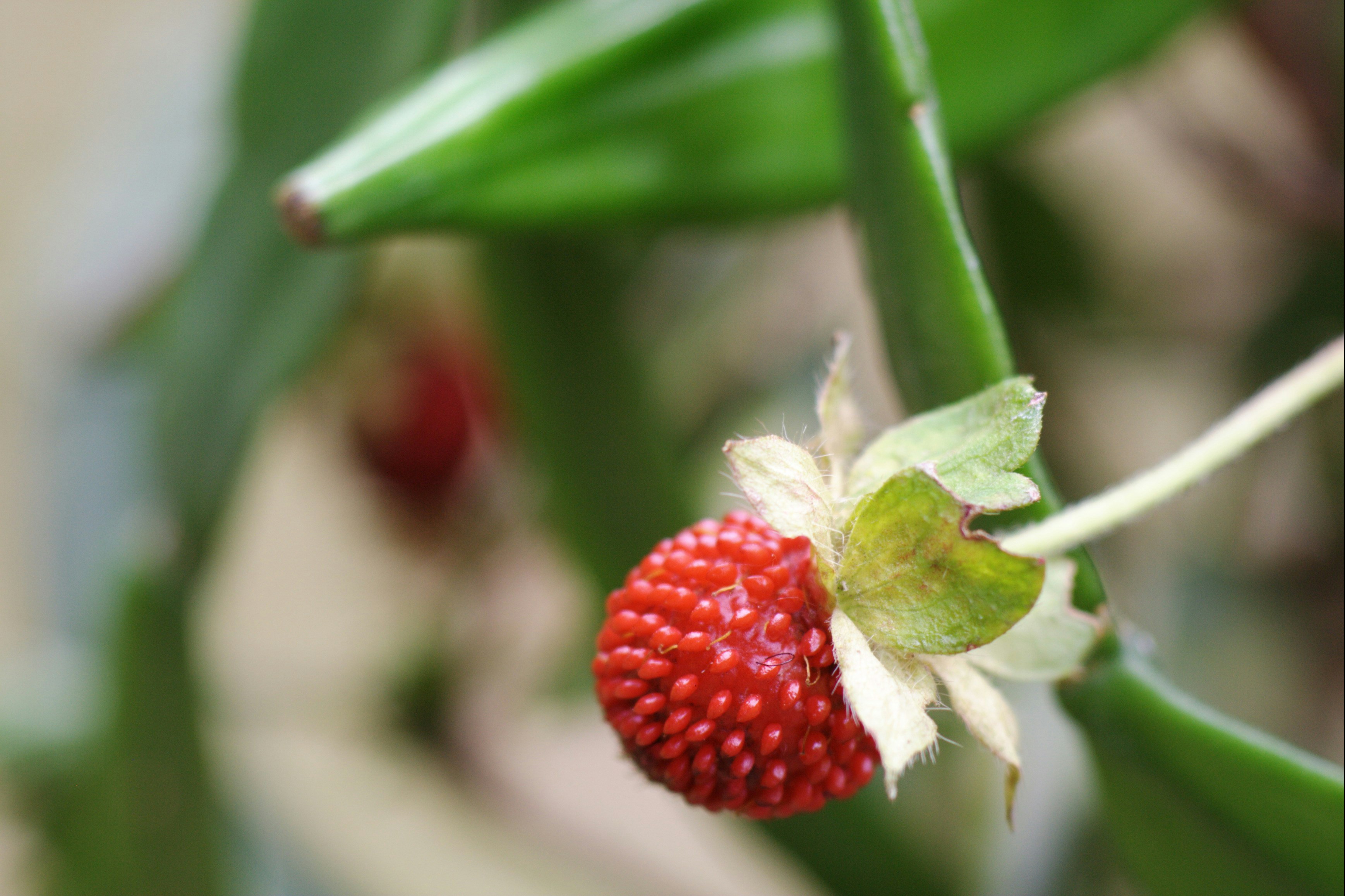 A close up of a strawberry on a plant photo – Free Strawberries Image ...