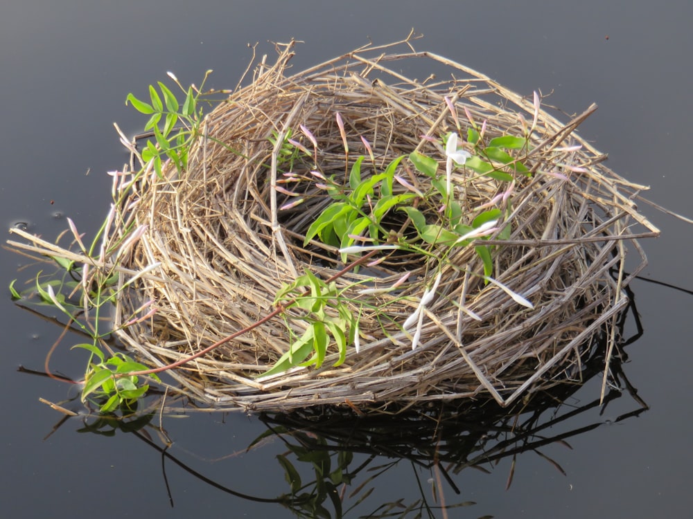 a bird's nest on top of a body of water