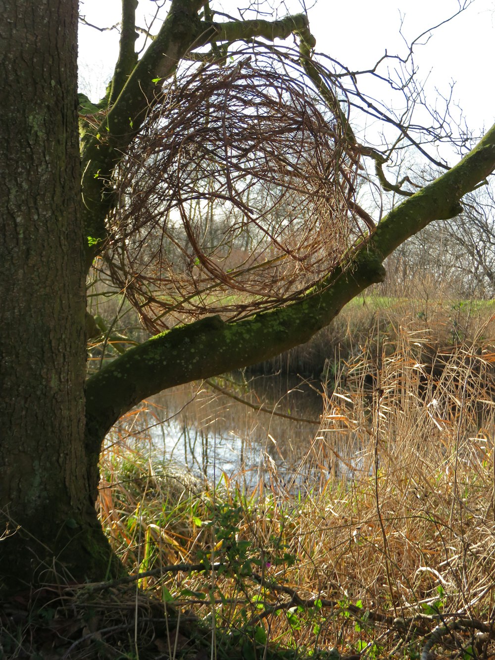 a bird nest hanging from a tree next to a river