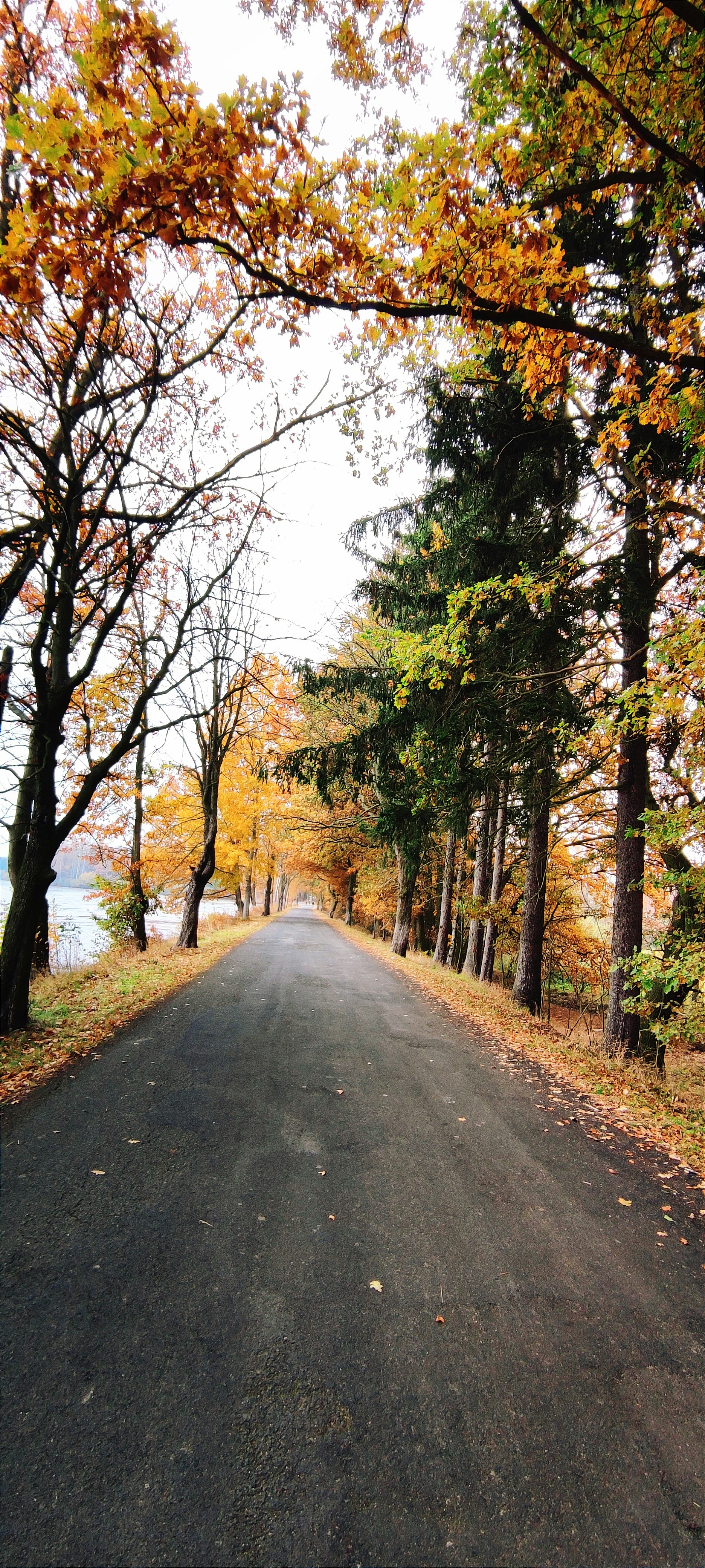 Photo by szanyisandor93