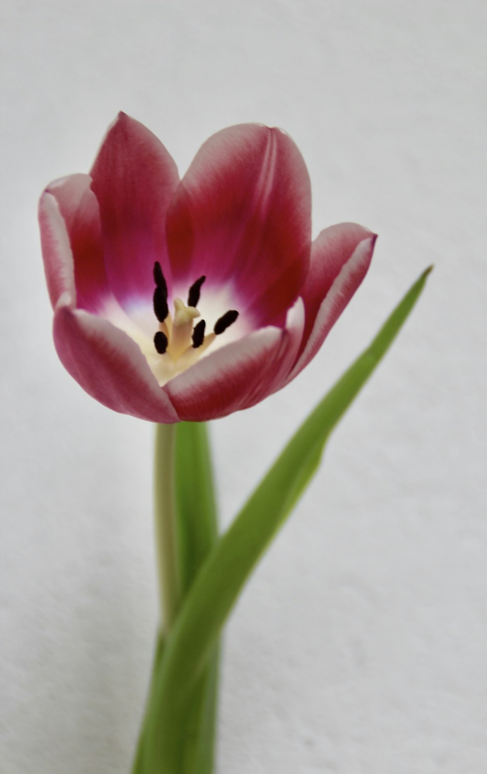 a single pink tulip with a white background