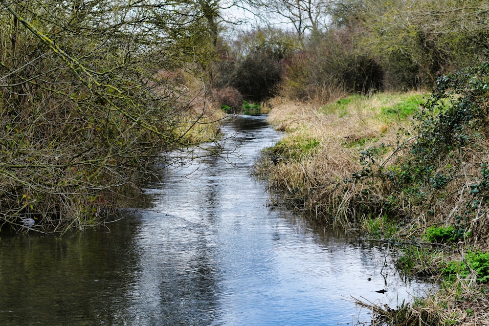 a river running through a forest filled with trees