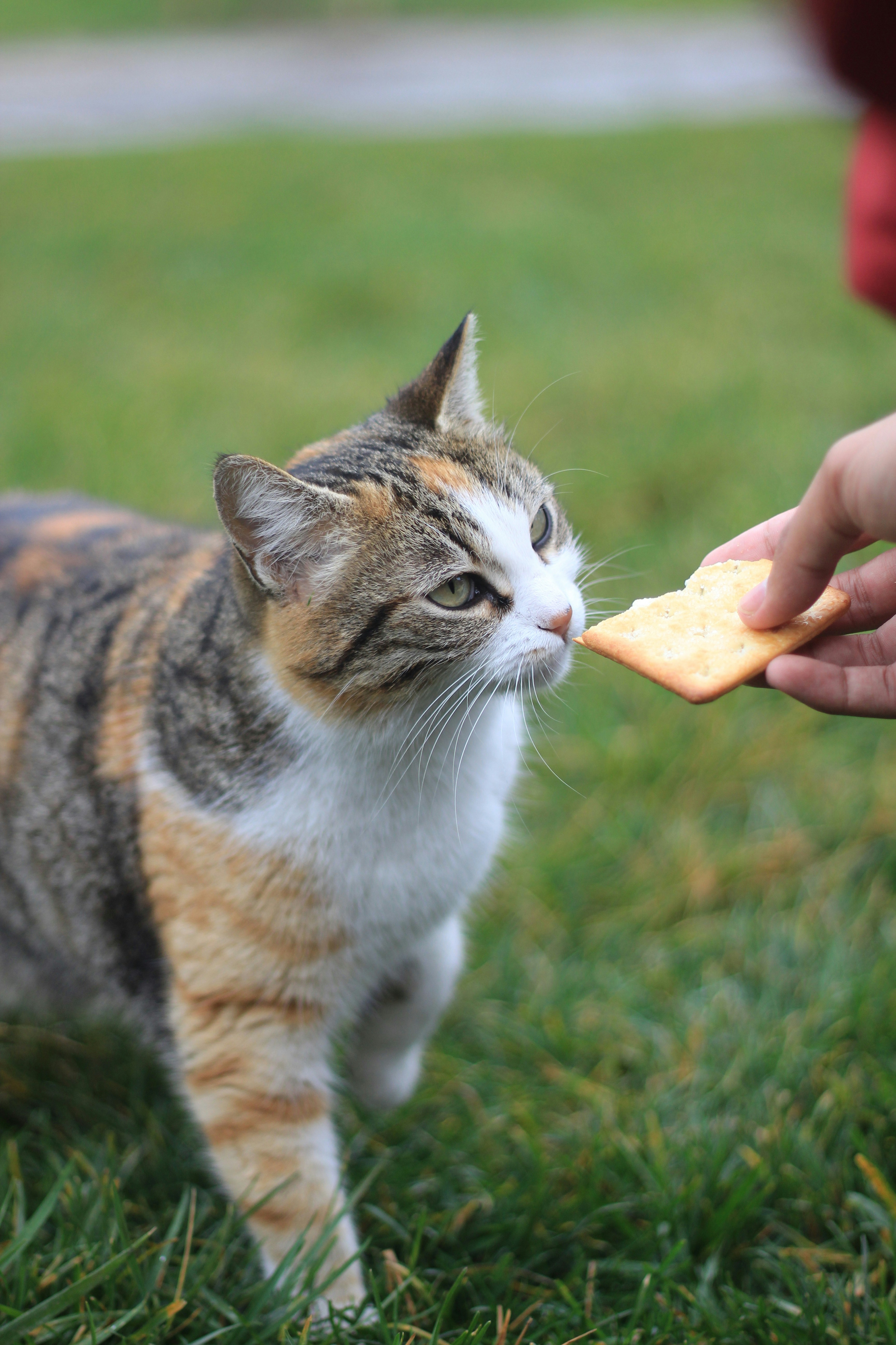 a person feeding a cat a piece of food