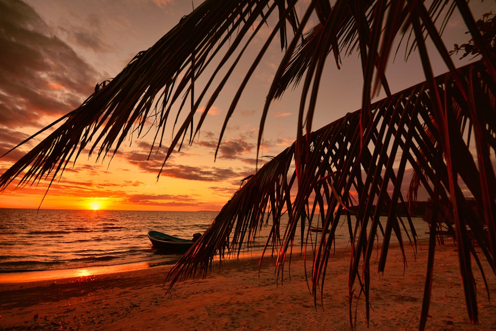 a boat sitting on top of a beach under a palm tree