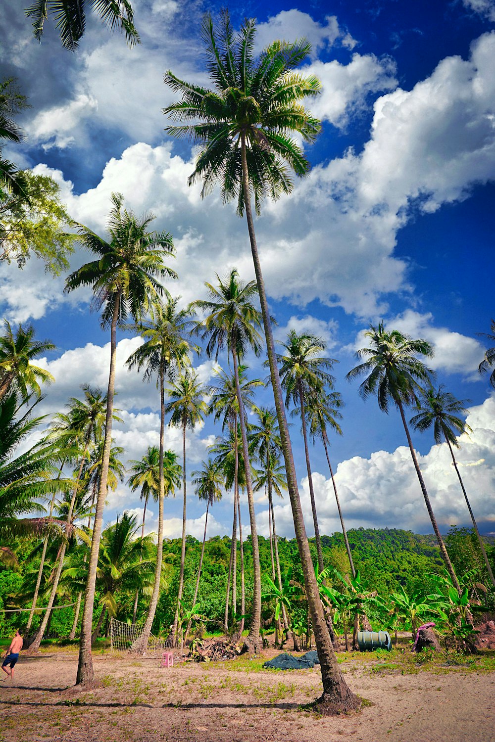 a group of tall palm trees sitting on top of a sandy beach