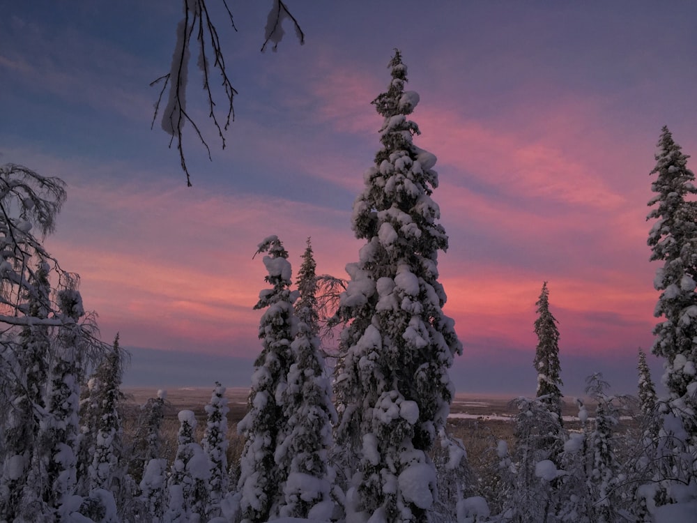 a sunset in a snowy forest with trees covered in snow