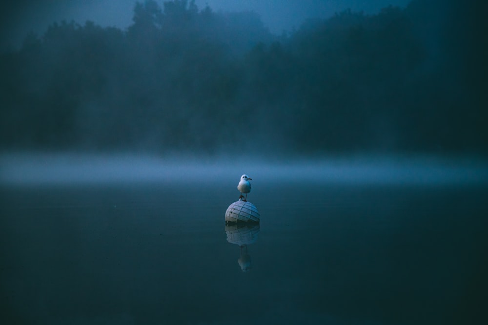 a bird sitting on top of a rock in the middle of a lake
