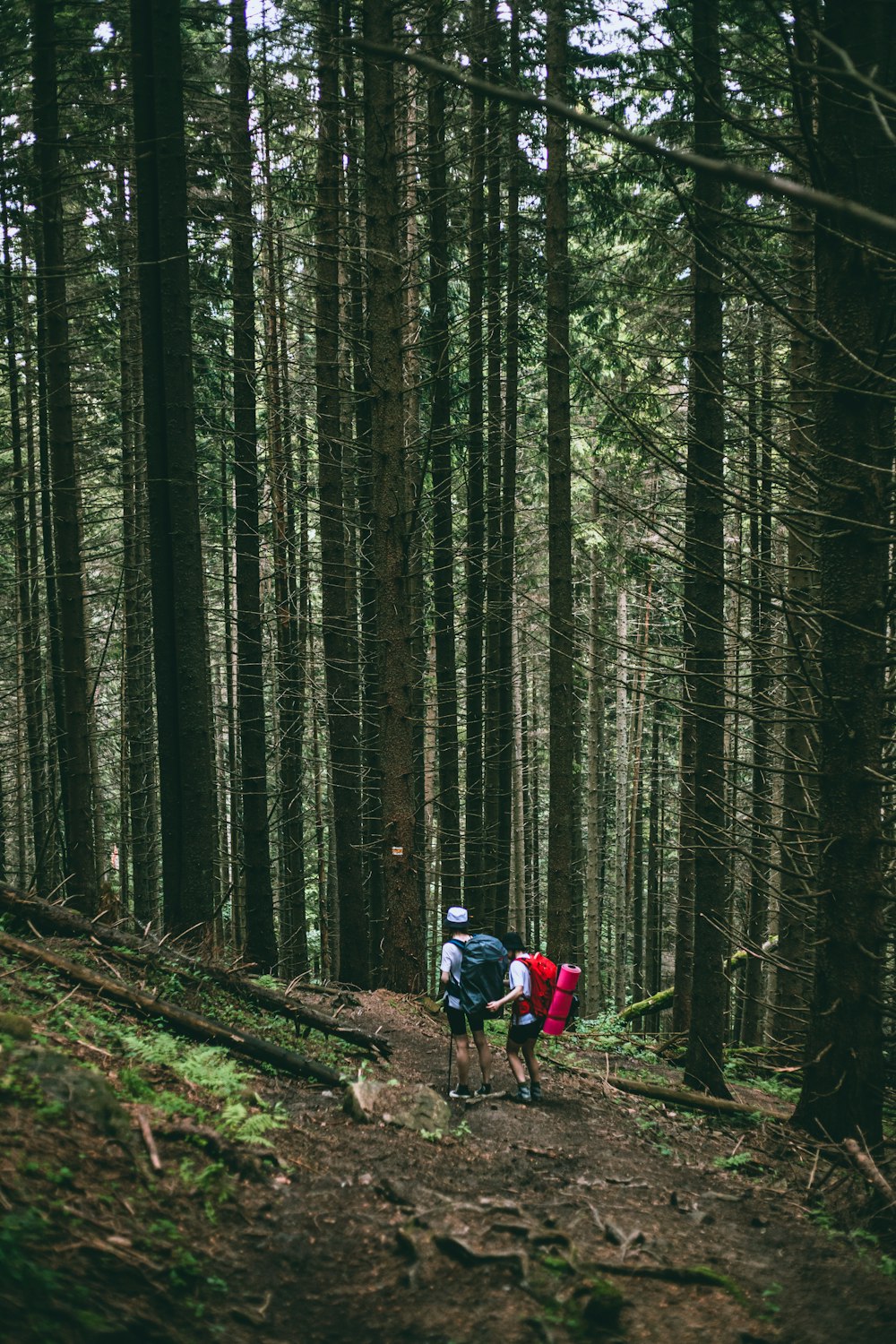 a couple of people that are walking in the woods