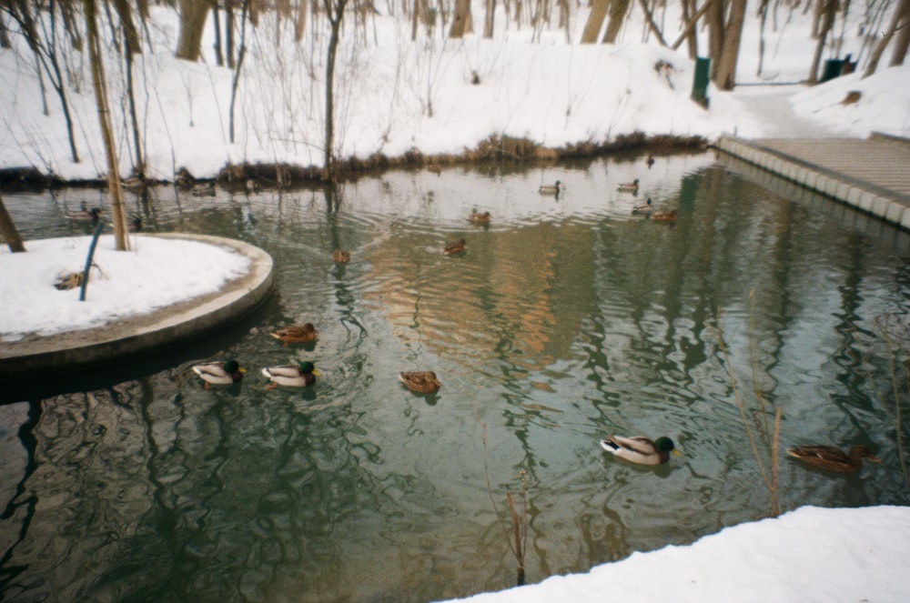 a group of ducks floating on top of a lake