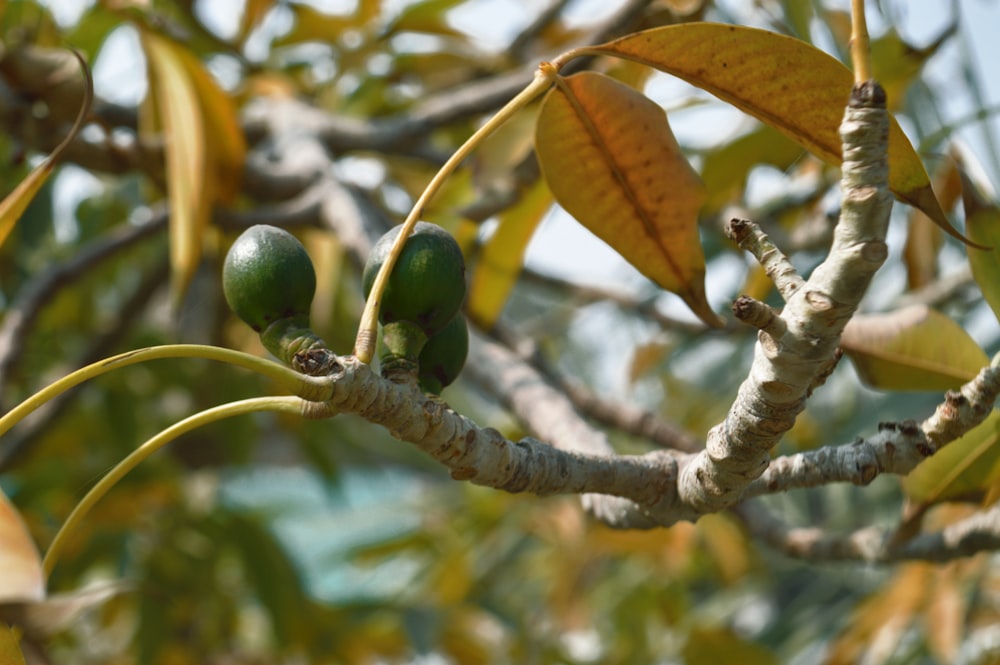 two green fruits are growing on a tree