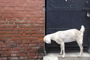 a white dog standing in front of a black door