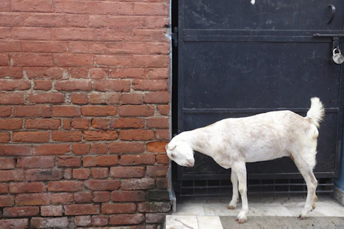 a white dog standing in front of a black door