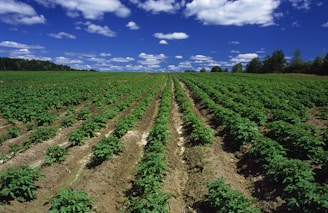 a large field full of green plants under a blue sky