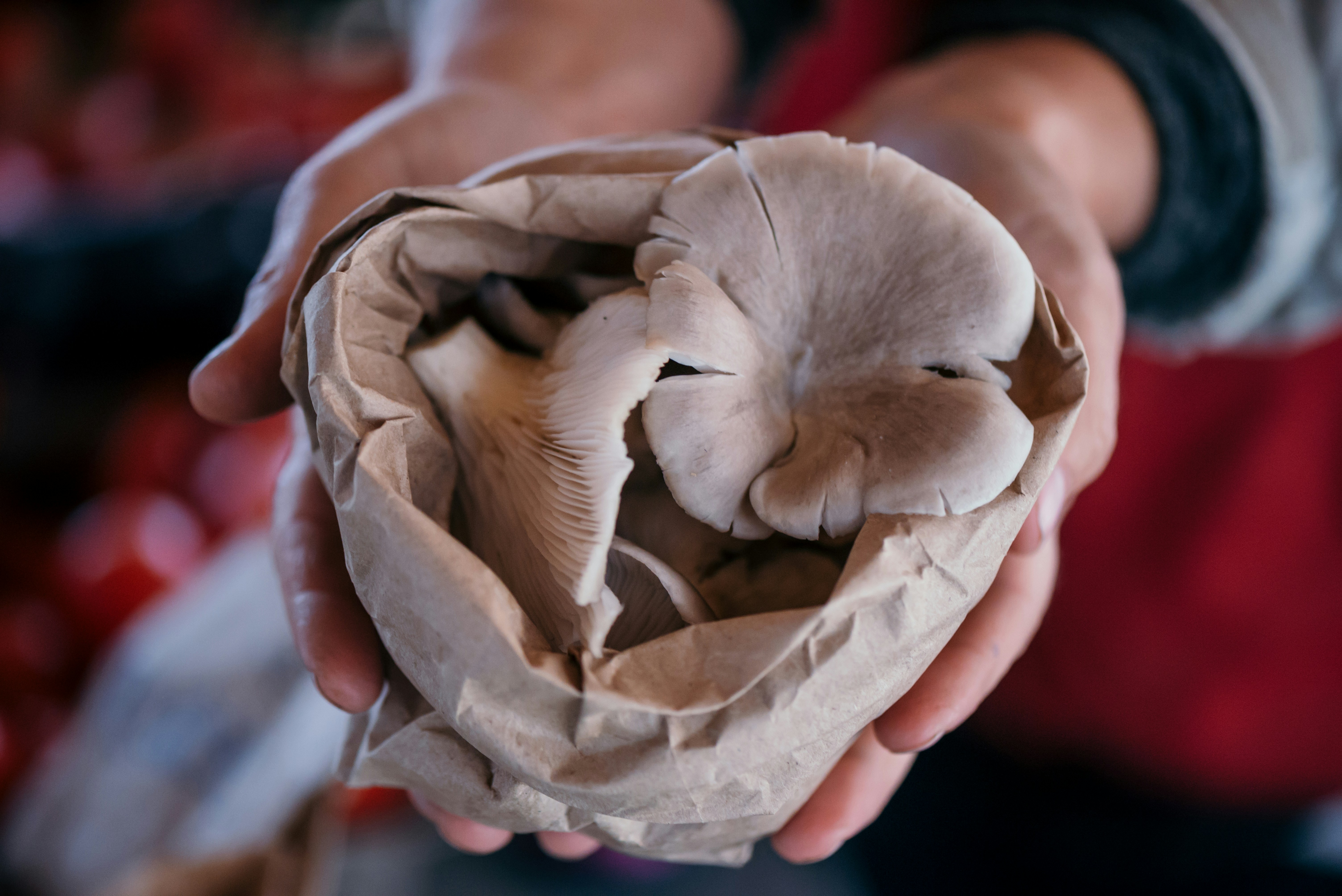 a person holding a bunch of mushrooms in their hands