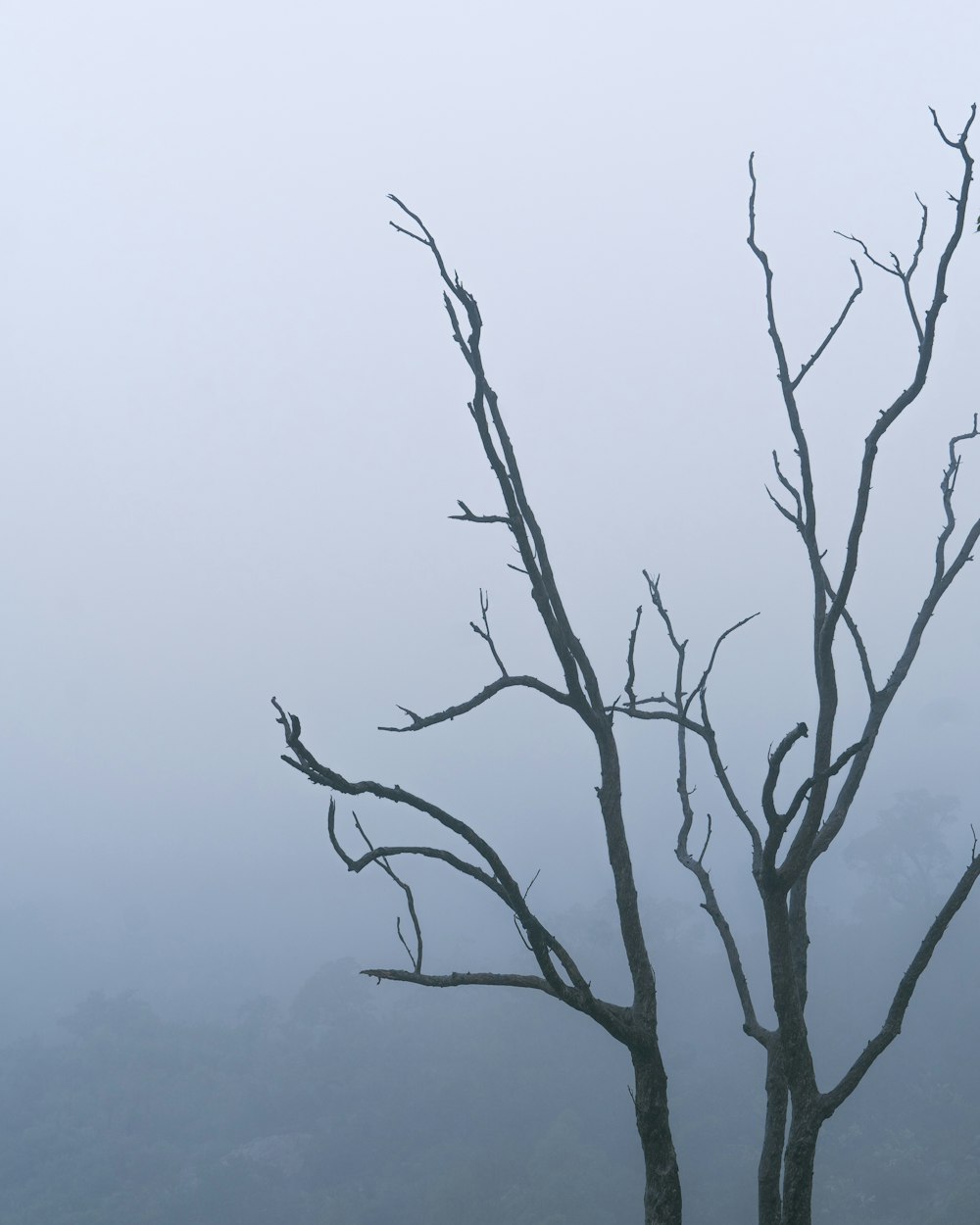 a bare tree with no leaves on a foggy day