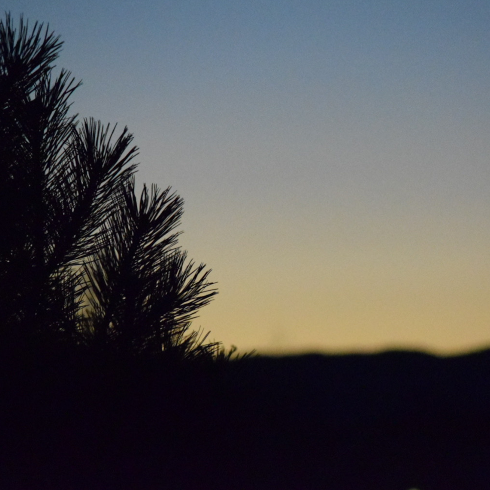 the silhouette of a pine tree against a dusk sky