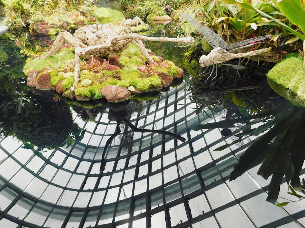 a pond filled with lots of green plants