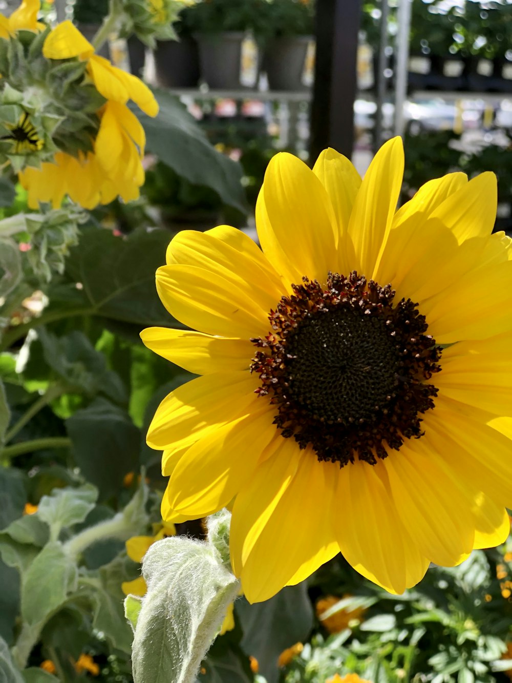 a large yellow sunflower in a garden