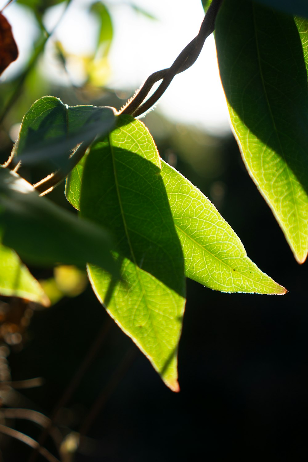 a close up of a green leaf on a tree