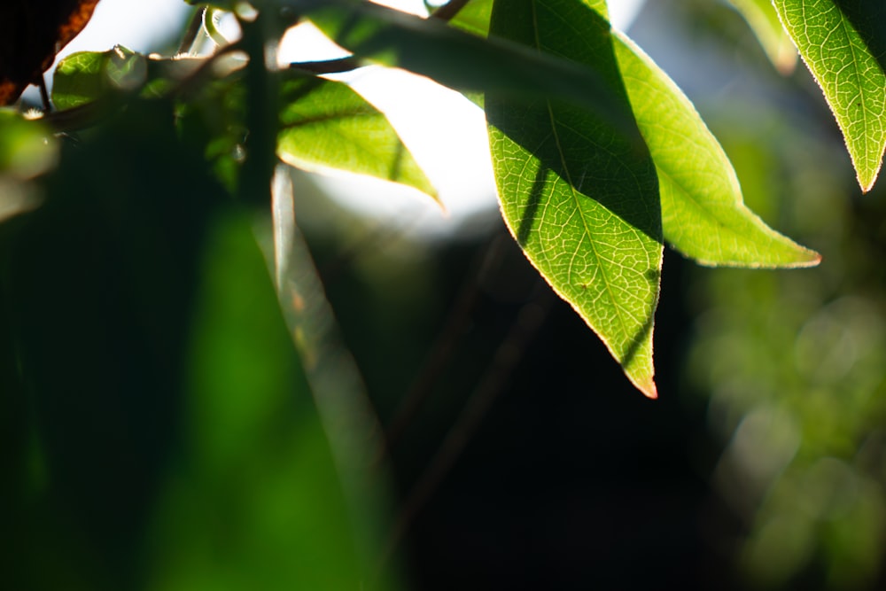 a close up of a green leaf on a tree