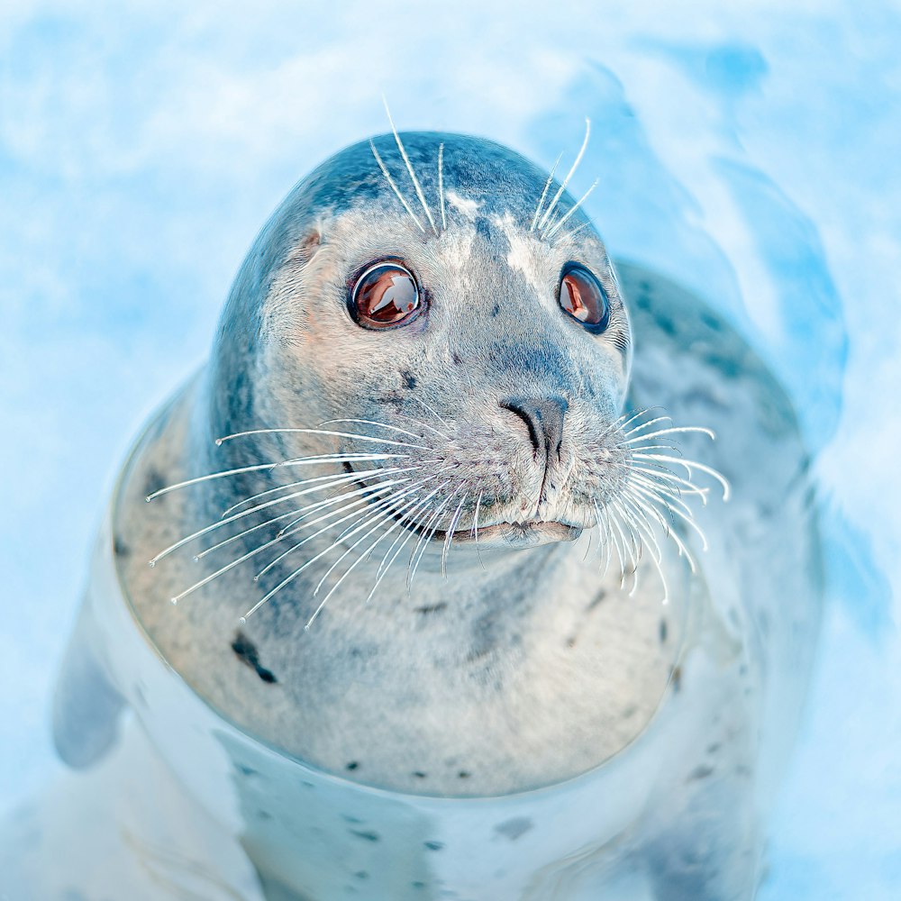 a seal is sitting in the water and looking at the camera