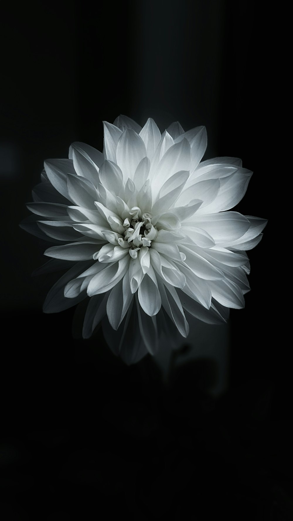 a large white flower sitting on top of a table