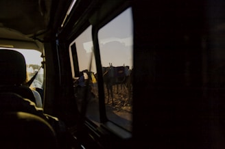 a group of cows standing in the back of a truck