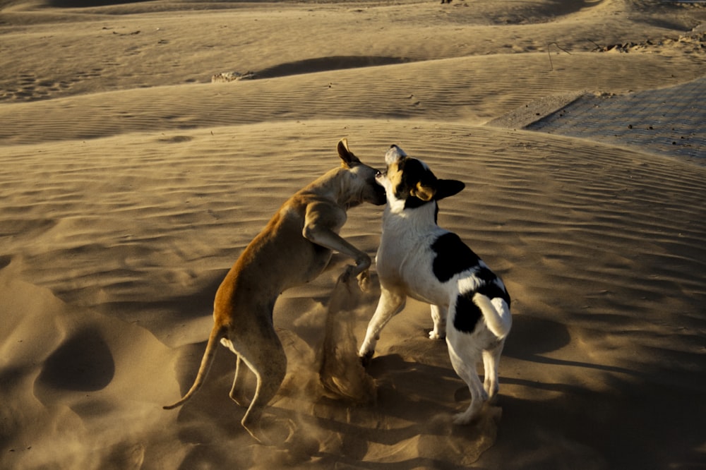 two dogs playing in the sand in the desert