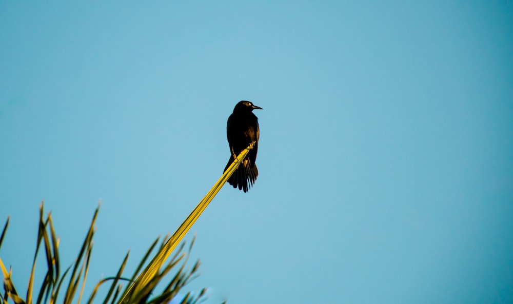 a black bird sitting on top of a palm tree