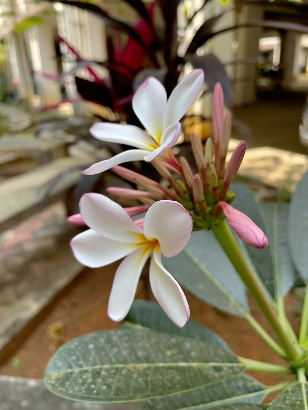 Un primo piano di un fiore su una pianta