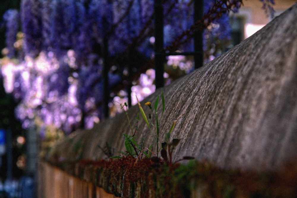 a wooden fence with purple flowers growing on it