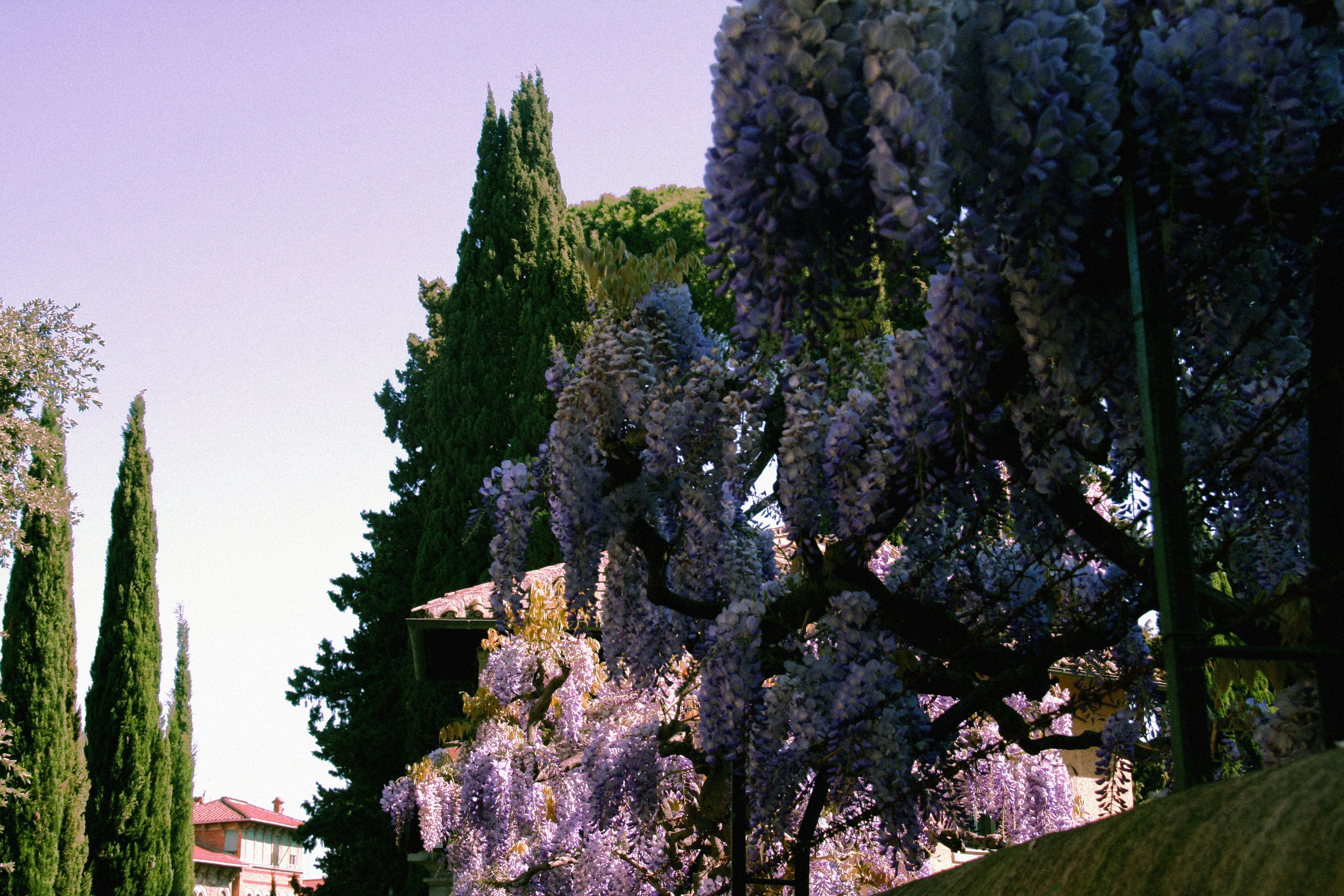 Il fiore petaloso