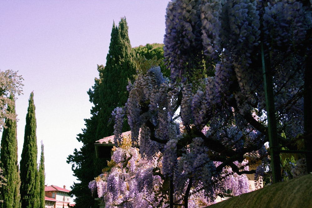 a street lined with lots of purple flowers