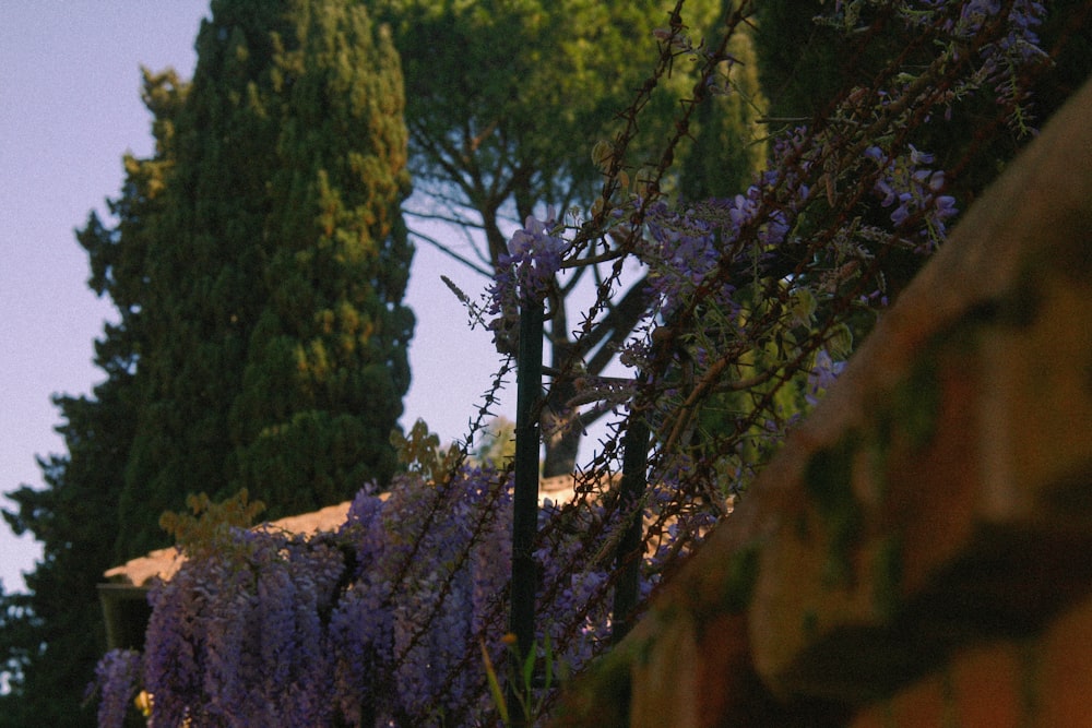 purple flowers growing on the side of a building