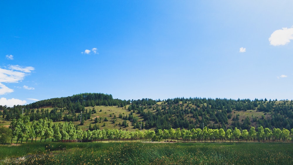 a grassy field with trees on a hill in the background